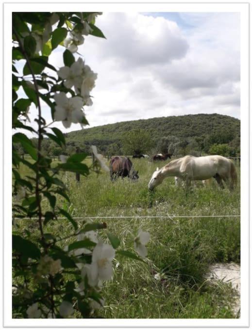 Charming Small House Close To Uzes Foissac  Extérieur photo